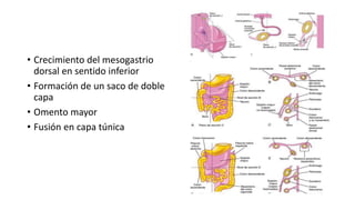 • Crecimiento del mesogastrio
dorsal en sentido inferior
• Formación de un saco de doble
capa
• Omento mayor
• Fusión en capa túnica
 