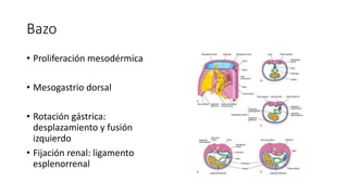 Bazo
• Proliferación mesodérmica
• Mesogastrio dorsal
• Rotación gástrica:
desplazamiento y fusión
izquierdo
• Fijación renal: ligamento
esplenorrenal
 