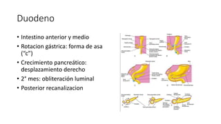 Duodeno
• Intestino anterior y medio
• Rotacion gástrica: forma de asa
(“c”)
• Crecimiento pancreático:
desplazamiento derecho
• 2° mes: obliteración luminal
• Posterior recanalizacion
 