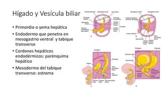 Hígado y Vesícula biliar
• Primordio o yema hepática
• Endodermo que penetra en
mesogastrio ventral y tabique
transverso
• Cordones hepáticos
endodérmicos: parénquima
hepático
• Mesodermo del tabique
transverso: estroma
 
