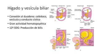Hígado y vesícula biliar
• Conexión al duodeno: colédoco,
vesícula y conducto cístico
• Gran actividad hematopoyética
• 12ª SDG: Producción de bilis
 