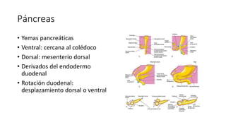 Páncreas
• Yemas pancreáticas
• Ventral: cercana al colédoco
• Dorsal: mesenterio dorsal
• Derivados del endodermo
duodenal
• Rotación duodenal:
desplazamiento dorsal o ventral
 