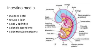 Intestino medio
• Duodeno distal
• Yeyuno e íleon
• Ciego y apéndice
• Colon de ascendente
• Colon transverso proximal
 