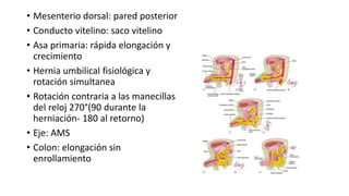 • Mesenterio dorsal: pared posterior
• Conducto vitelino: saco vitelino
• Asa primaria: rápida elongación y
crecimiento
• Hernia umbilical fisiológica y
rotación simultanea
• Rotación contraria a las manecillas
del reloj 270°(90 durante la
herniación- 180 al retorno)
• Eje: AMS
• Colon: elongación sin
enrollamiento
 