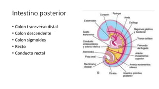 Intestino posterior
• Colon transverso distal
• Colon descendente
• Colon sigmoides
• Recto
• Conducto rectal
 