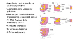 • Membrana cloacal: conducto
anorectal primitivo
• Alantoides: seno urogenital
primitivo
• División por tabique urorectal
(mesodermo esplacnico): perine
• 7ª SDG: Ruptura de la
membrana cloacal
• Conducto anorectal:
• Superior: endodermo
• Inferior: ectodermo
 