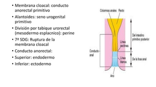 • Membrana cloacal: conducto
anorectal primitivo
• Alantoides: seno urogenital
primitivo
• División por tabique urorectal
(mesodermo esplacnico): perine
• 7ª SDG: Ruptura de la
membrana cloacal
• Conducto anorectal:
• Superior: endodermo
• Inferior: ectodermo
 