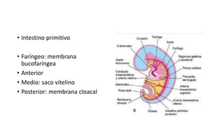 • Intestino primitivo
• Faríngeo: membrana
bucofaríngea
• Anterior
• Medio: saco vitelino
• Posterior: membrana cloacal
 