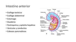Intestino anterior
• Esófago torácico
• Esófago abdominal
• Estomago
• Duodeno
• Parénquima y epitelio hepático
• Vesículas y conductos
• Esbozos pancreáticos
 