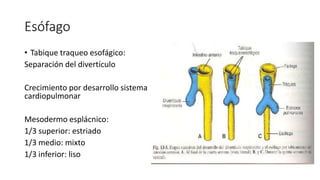 Esófago
• Tabique traqueo esofágico:
Separación del divertículo
Crecimiento por desarrollo sistema
cardiopulmonar
Mesodermo esplácnico:
1/3 superior: estriado
1/3 medio: mixto
1/3 inferior: liso
 