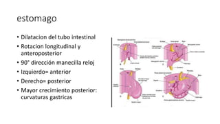 estomago
• Dilatacion del tubo intestinal
• Rotacion longitudinal y
anteroposterior
• 90° dirección manecilla reloj
• Izquierdo= anterior
• Derecho= posterior
• Mayor crecimiento posterior:
curvaturas gastricas
 