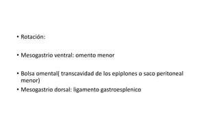 • Rotación:
• Mesogastrio ventral: omento menor
• Bolsa omental( transcavidad de los epiplones o saco peritoneal
menor)
• Mesogastrio dorsal: ligamento gastroesplenico
 