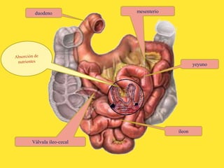 mesenterio
yeyuno
Válvula ileo-cecal
duodeno
íleon
 