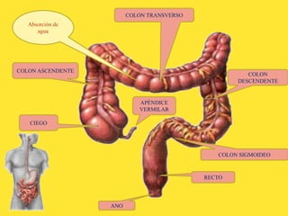 COLON
DESCENDENTE
COLON ASCENDENTE
COLON TRANSVERSO
COLON SIGMOIDEO
RECTO
ANO
CIEGO
APÉNDICE
VERMILAR
Absorción de
agua
 