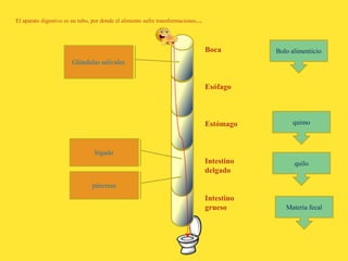 Boca
Esófago
Estómago
Intestino
delgado
Intestino
grueso
Glándulas salivales
páncreas
hígado
El aparato digestivo es un tubo, por donde el alimento sufre transformaciones…
Bolo alimenticio
quimo
quilo
Materia fecal
 