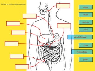 píloro
páncreas
Válvula ileocecal
Vesícula biliar
ciego
glotis
cardias
hígado
Ubicar los nombres, según corresponda:
 