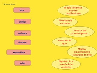 boca
Mezcla y
almacenamiento
transitorio del bolo
esófago
estómago
duodeno
Yeyuno-íleon
colon
Absorción de
nutrientes
Comienzo del
proceso digestivo
Absorción de
agua
El bolo alimenticio
no sufre
modificaciones
Digestión de la
mayoría de los
nutrientes
Unir con flechas:
 