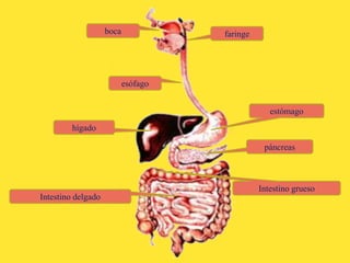 boca
Intestino grueso
Intestino delgado
estómago
faringe
esófago
páncreas
hígado
 