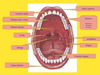 úvula
Labio superior
lengua
Paladar óseo o duro
Labio inferior
faringe
amígdalas
Paladar blando
Frenillo labial
Frenillo lingual
Dientes:
Incisivos
Caninos
molares
 