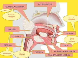 CAVIDAD BUCAL
DIENTESDIENTES
Trituración
Masticación
LENGUA
Habla
Gusto
Deglución
GLÁNDULA PARÓTIDA
GLÁNDULA SUBMAXILAR
GLÁNDULA SUBLINGUAL
Lubricación
Digestión del
almidón
FARINGE
TRÁQUEA
EPIGLOTIS
Vía de paso Separa vías
digestiva y
respiratoria
saliva
ESÓFAGO
Vías de paso
 