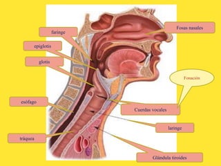 faringe
Cuerdas vocales
laringe
Fosas nasales
Glándula tiroides
esófago
tráquea
glotis
epiglotis
Fonación
 