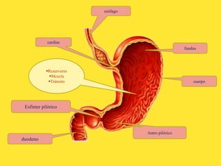 duodeno
esófago
fundus
Esfínter pilórico
Antro pilórico
cardias
cuerpo
Reservorio
Mezcla
Tránsito
 