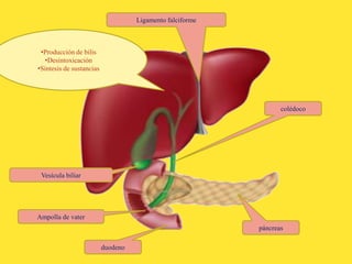 Vesícula biliar
Ampolla de vater
duodeno
páncreas
colédoco
Ligamento falciforme
•Producción de bilis
•Desintoxicación
•Síntesis de sustancias
 