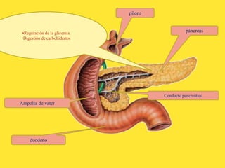 píloro
duodeno
páncreas
Ampolla de vater
Conducto pancreático
•Regulación de la glicemia
•Digestión de carbohidratos
 