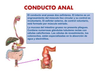 El conducto anal posee dos esfínteres. El interno es un
engrosamiento del músculo liso circular y su control es
involuntario. El esfínter externo, de control voluntario,
está formado por músculo estriado.
La mucosa del intestino grueso no presenta pliegues.
Contiene numerosas glándulas tubulares rectas con
células caliciformes. Las células de revestimiento, los
colonocitos, están especializadas en la absorción de
agua y electrólitos.
CONDUCTO ANAL
 