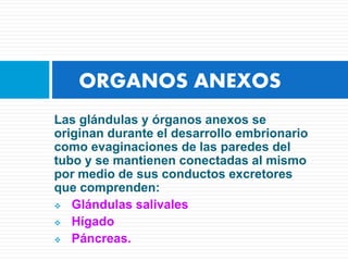Las glándulas y órganos anexos se
originan durante el desarrollo embrionario
como evaginaciones de las paredes del
tubo y se mantienen conectadas al mismo
por medio de sus conductos excretores
que comprenden:
 Glándulas salivales
 Hígado
 Páncreas.
ORGANOS ANEXOS
 