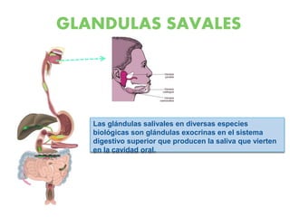 Las glándulas salivales en diversas especies
biológicas son glándulas exocrinas en el sistema
digestivo superior que producen la saliva que vierten
en la cavidad oral.
GLANDULAS SAVALES
 