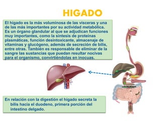 El hígado es la más voluminosa de las vísceras y una
de las más importantes por su actividad metabólica.
Es un órgano glandular al que se adjudican funciones
muy importantes, como la síntesis de proteínas
plasmáticas, función desintoxicante, almacenaje de
vitaminas y glucógeno, además de secreción de bilis,
entre otras. También es responsable de eliminar de la
sangre las sustancias que puedan resultar nocivas
para el organismo, convirtiéndolas en inocuas.
En relación con la digestión el hígado secreta la
bilis hacia el duodeno, primera porción del
intestino delgado.
HIGADO
 