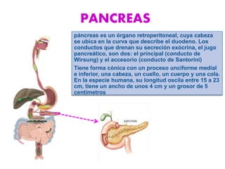 páncreas es un órgano retroperitoneal, cuya cabeza
se ubica en la curva que describe el duodeno. Los
conductos que drenan su secreción exócrina, el jugo
pancreático, son dos: el principal (conducto de
Wirsung) y el accesorio (conducto de Santorini)
Tiene forma cónica con un proceso unciforme medial
e inferior, una cabeza, un cuello, un cuerpo y una cola.
En la especie humana, su longitud oscila entre 15 a 23
cm, tiene un ancho de unos 4 cm y un grosor de 5
centímetros
PANCREAS
 