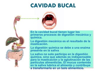 CAVIDAD BUCAL
En la cavidad bucal tienen lugar los
primeros procesos de digestión mecánica y
química.
La digestión mecánica es el resultado de la
masticación.
La digestión química se debe a una enzima
presente en la saliva
La saliva no solo participa en la digestión
química, sino que además es indispensable
para la masticación y la aglutinación de las
partículas alimenticias. El mucus contenido
en la saliva lubrica el alimento y contribuye
a transformarlo en un bolo alimenticio.
 