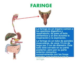 FARINGE
La faringe es un órgano común a
los aparatos digestivo y
respiratorio; da paso al bolo
alimenticio y al aire durante la
inspiración y la espiración.
La faringe es un tubo de paredes
musculares, de unos 13 cm de
largo por 3 cm de diámetro. Este
tubo está cerrado en su parte
posterior, pero por su parte
anterior comunica
sucesivamente con las fosas
nasales, con la boca y con la
laringe.
 