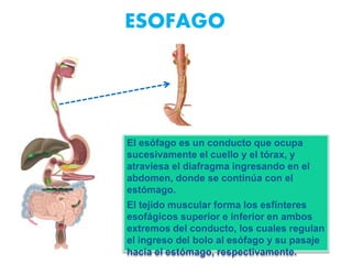 ESOFAGO
El esófago es un conducto que ocupa
sucesivamente el cuello y el tórax, y
atraviesa el diafragma ingresando en el
abdomen, donde se continúa con el
estómago.
El tejido muscular forma los esfínteres
esofágicos superior e inferior en ambos
extremos del conducto, los cuales regulan
el ingreso del bolo al esófago y su pasaje
hacia el estómago, respectivamente.
 