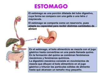 ESTOMAGO
El estómago es una porción dilatada del tubo digestivo,
cuya forma se compara con una gaita o una letra J
mayúscula.
El estómago se comporta como un reservorio, pues
adapta su capacidad para recibir distintas cantidades de
alimento.
En el estómago, el bolo alimenticio se mezcla con el jugo
gástrico hasta convertirse en una pasta llamada quimo.
En la formación del quimo se combinan fenómenos
mecánicos y fenómenos químicos.
La digestión mecánica consiste en movimientos de
mezcla que diluyen el bolo alimenticio en el jugo
gástrico y trituran las partículas sólidas de alimento
hasta que alcanzan un tamaño muy pequeño.
 