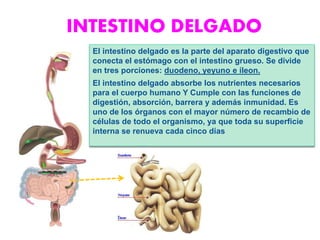 El intestino delgado es la parte del aparato digestivo que
conecta el estómago con el intestino grueso. Se divide
en tres porciones: duodeno, yeyuno e íleon.
El intestino delgado absorbe los nutrientes necesarios
para el cuerpo humano Y Cumple con las funciones de
digestión, absorción, barrera y además inmunidad. Es
uno de los órganos con el mayor número de recambio de
células de todo el organismo, ya que toda su superficie
interna se renueva cada cinco días
INTESTINO DELGADO
 