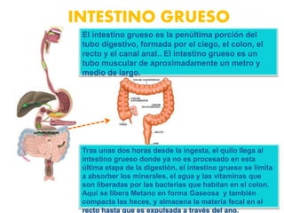 INTESTINO GRUESO
El intestino grueso es la penúltima porción del
tubo digestivo, formada por el ciego, el colon, el
recto y el canal anal.. El intestino grueso es un
tubo muscular de aproximadamente un metro y
medio de largo.
Tras unas dos horas desde la ingesta, el quilo llega al
intestino grueso donde ya no es procesado en esta
última etapa de la digestión, el intestino grueso se limita
a absorber los minerales, el agua y las vitaminas que
son liberadas por las bacterias que habitan en el colon.
Aquí se libera Metano en forma Gaseosa y también
compacta las heces, y almacena la materia fecal en el
recto hasta que es expulsada a través del ano.
 