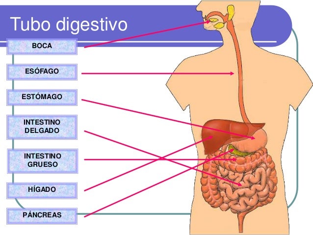 Aparato digestivo