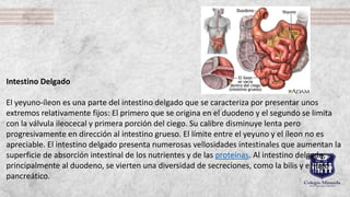 • El intestino grueso se inicia a partir de la válvula ileocecal en un fondo de saco denominado ciego de donde sale
el apé...