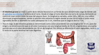 • Desarrollo
• En el estado más primitivo de su desarrollo, el aparato digestivo suele dividirse en tres partes: el
intest...