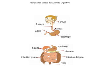 Faringe
Esófago
cardias
estómago
píloro
estómago
hígado
páncreas
intestino delgadointestino grueso
recto
 