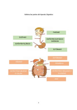 3
FARINGE
ESÓFAGO
ESFÍNTER ESOFÁGICO
INFERIOR
ESTÓMAGO
ESFÍNTER PILÓRICO
ESTÓMAGO
INTESTINO GRUESO
O COLON
PÁNCREAS
INTESTINO DELGADO O
DUODENO
ANO
HÍGADO
 