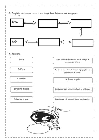 3. Complete los cuadros con el trayecto que hace la comida una vez que es
consumida.
4. Relaciona.
Boca
Esófago Mezcla el bolo alimenticio con el jugo gástrico
para formar el quimo.
Estómago
Intestino delgado
Intestino grueso
Lugar donde se forman las heces y luego se
expulsan por el ano.
Se forma el quilo.
Conduce el bolo alimenticio hacia el estómago.
Los dientes y la lengua trituran los alimentos.