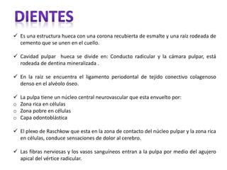  Es una estructura hueca con una corona recubierta de esmalte y una raíz rodeada de
cemento que se unen en el cuello.
 Cavidad pulpar hueca se divide en: Conducto radicular y la cámara pulpar, está
rodeada de dentina mineralizada .
 En la raíz se encuentra el ligamento periodontal de tejido conectivo colagenoso
denso en el alvéolo óseo.
 La pulpa tiene un núcleo central neurovascular que esta envuelto por:
o Zona rica en células
o Zona pobre en células
o Capa odontoblástica
 El plexo de Raschkow que esta en la zona de contacto del núcleo pulpar y la zona rica
en células, conduce sensaciones de dolor al cerebro.
 Las fibras nerviosas y los vasos sanguíneos entran a la pulpa por medio del agujero
apical del vértice radicular.
 
