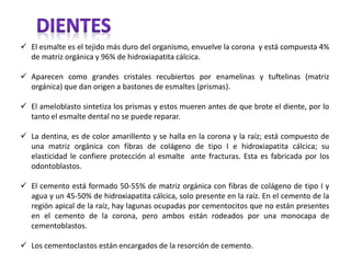 El esmalte es el tejido más duro del organismo, envuelve la corona y está compuesta 4%
de matriz orgánica y 96% de hidroxiapatita cálcica.
 Aparecen como grandes cristales recubiertos por enamelinas y tuftelinas (matriz
orgánica) que dan origen a bastones de esmaltes (prismas).
 El ameloblasto sintetiza los prismas y estos mueren antes de que brote el diente, por lo
tanto el esmalte dental no se puede reparar.
 La dentina, es de color amarillento y se halla en la corona y la raíz; está compuesto de
una matriz orgánica con fibras de colágeno de tipo I e hidroxiapatita cálcica; su
elasticidad le confiere protección al esmalte ante fracturas. Esta es fabricada por los
odontoblastos.
 El cemento está formado 50-55% de matriz orgánica con fibras de colágeno de tipo I y
agua y un 45-50% de hidroxiapatita cálcica, solo presente en la raíz. En el cemento de la
región apical de la raíz, hay lagunas ocupadas por cementocitos que no están presentes
en el cemento de la corona, pero ambos están rodeados por una monocapa de
cementoblastos.
 Los cementoclastos están encargados de la resorción de cemento.
 