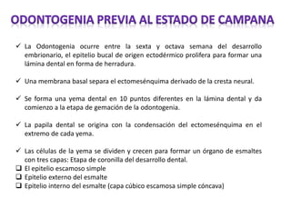  La Odontogenia ocurre entre la sexta y octava semana del desarrollo
embrionario, el epitelio bucal de origen ectodérmico prolifera para formar una
lámina dental en forma de herradura.
 Una membrana basal separa el ectomesénquima derivado de la cresta neural.
 Se forma una yema dental en 10 puntos diferentes en la lámina dental y da
comienzo a la etapa de gemación de la odontogenia.
 La papila dental se origina con la condensación del ectomesénquima en el
extremo de cada yema.
 Las células de la yema se dividen y crecen para formar un órgano de esmaltes
con tres capas: Etapa de coronilla del desarrollo dental.
 El epitelio escamoso simple
 Epitelio externo del esmalte
 Epitelio interno del esmalte (capa cúbico escamosa simple cóncava)
 