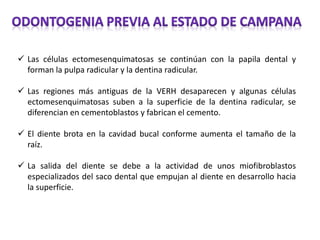  Las células ectomesenquimatosas se continúan con la papila dental y
forman la pulpa radicular y la dentina radicular.
 Las regiones más antiguas de la VERH desaparecen y algunas células
ectomesenquimatosas suben a la superficie de la dentina radicular, se
diferencian en cementoblastos y fabrican el cemento.
 El diente brota en la cavidad bucal conforme aumenta el tamaño de la
raíz.
 La salida del diente se debe a la actividad de unos miofibroblastos
especializados del saco dental que empujan al diente en desarrollo hacia
la superficie.
 