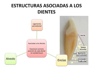 ESTRUCTURAS ASOCIADAS A LOS
DIENTES
Asociadas a los dientes
Favorecen correcta
posición de cada diente
en cavidad bucal
Ligamento
periodontal
EnciasAlveolo
 